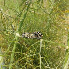 Chenilles de Machaon sur du Fenouil