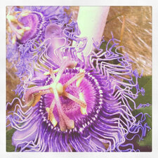 Passiflore incense