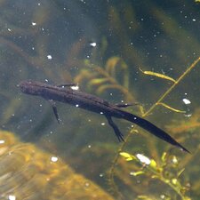 Triton Crêté, Triturus Cristatus