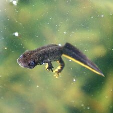 Triton Crêté, Triturus Cristatus