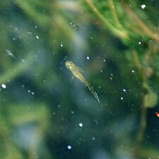 Triton Marbré, Triturus Marmoratus
