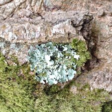 Lichen