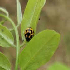 coccinelle à damier, propylea quatuordecimpunctata