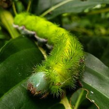 Chenille de Saturniidae