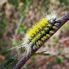 Chenille