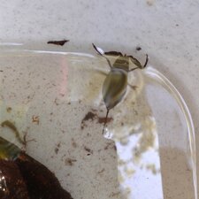nèpe ou scorpion d