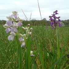 Orchidées