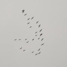 Vol de grues cendrées