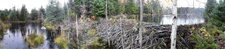 Barrage de castor