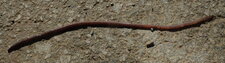 Long Lombric