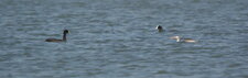 Conciliabule entre oiseaux d