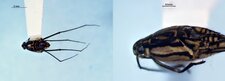 Trepobates inermis