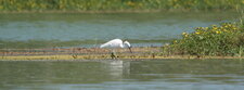 Aigrette garzette