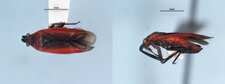 Lopidea instabilis