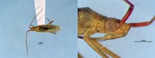 Trigonotylus caelestialium