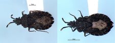 Aradus similis