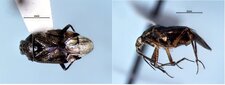 Deraeocoris laricicola