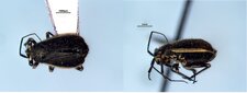 Labops hirtus