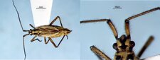 Leptopterna dolobrata