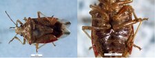 Podisus brevispinus