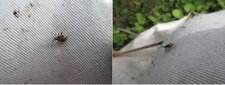Harmostes reflexulus nymphe