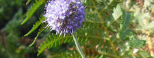 Fleur de la scabieuse