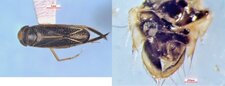 Sigara solensis