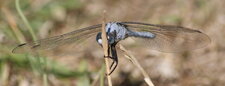 Orthetrum brunneum - mâle