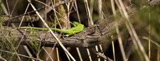 Lézard vert