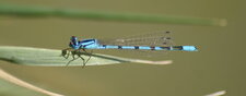 Enallagma cyathigerum