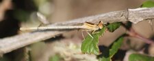 Platycnemis latipes - femelle