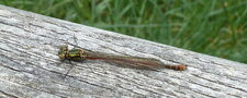 Agrion sanglant - Pyrrhosoma nymphula - Nymphe au corps de feu