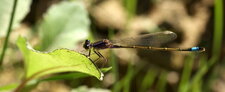 Agrion élégant - femelle