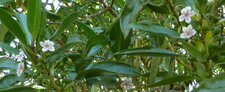 Myoporum insularea