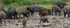 Sanglier - Laies et leurs petits