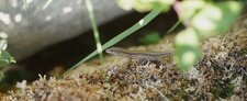 Lézard des murailles ?