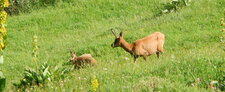 Isards, Izards, Rupicara pyrenaica