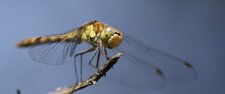 Sympetrum rouge-sang - femelle