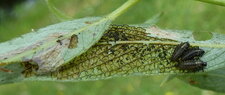 Larves de Gastrophysa