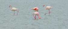 Flamants roses