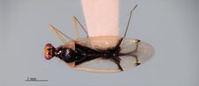 Hyaliodes vitripennis