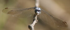 Orthetrum brunneum - mâle
