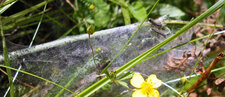 Grappe de chenilles sur scabieuse...