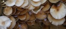 Conciliabule entre champignons