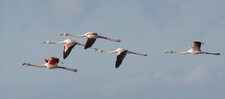 Flamants roses