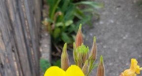 Onagre ou herbe aux ânes