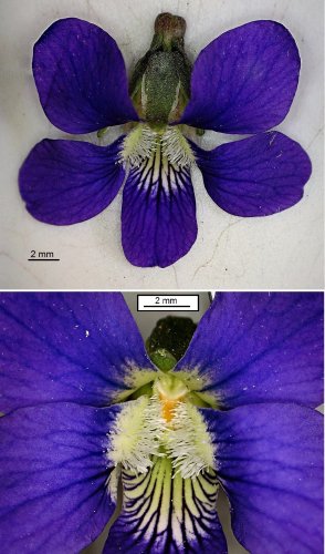 Violette papilionacée