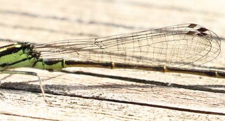 Agrion vertical (Ischinura verticalis)