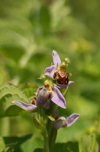Ophrys abeille 2