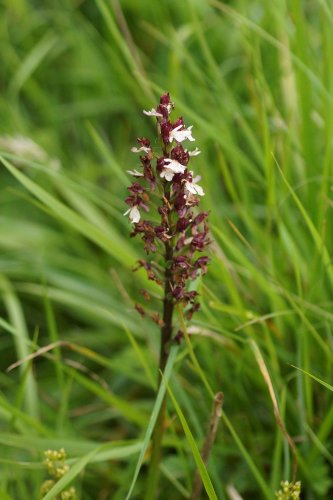 Céphalenthère blanche sous réserve